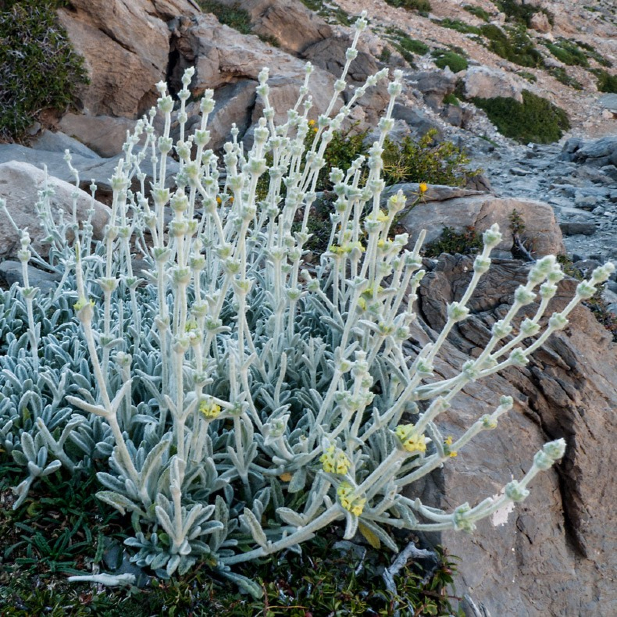 ΜΑΛΟΤΗΡΑ ΧΑΝΙΩΝ ΣΕ ΦΑΚΕΛΑΚΙΑ 14,4GR